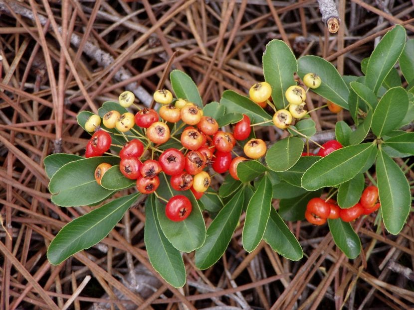 Vista de los frutos y hojas de la Pyracantha coccinea