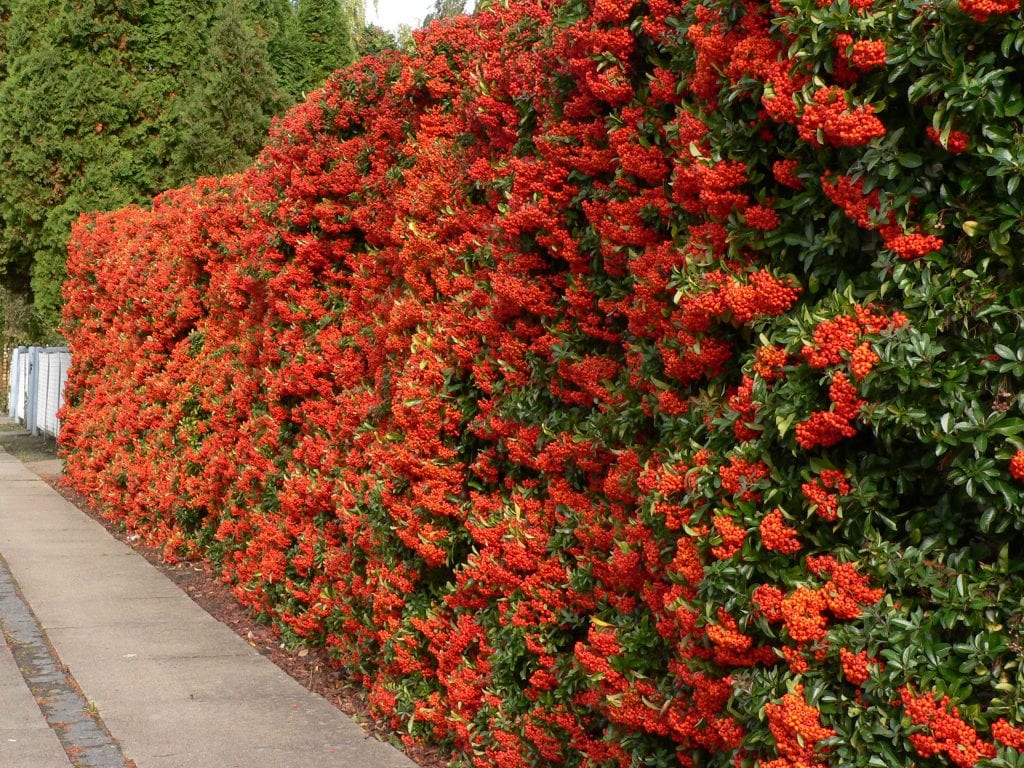 Pyracantha coccinea: cultivo, poda y frutos del espino de fuego