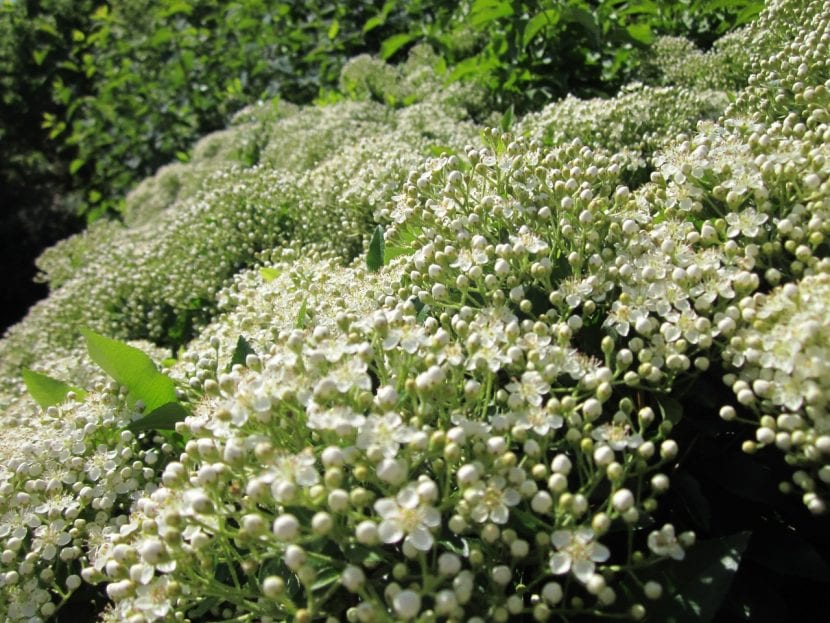 Puedes utilizar tu Pyracantha coccinea para decorar cualquier rincón