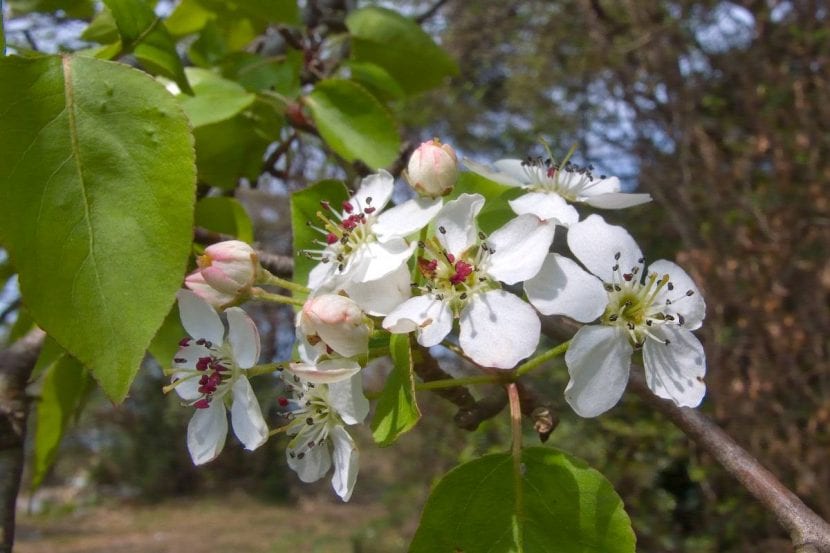 Floración blanca del Pyrus calleryana o peral de flor