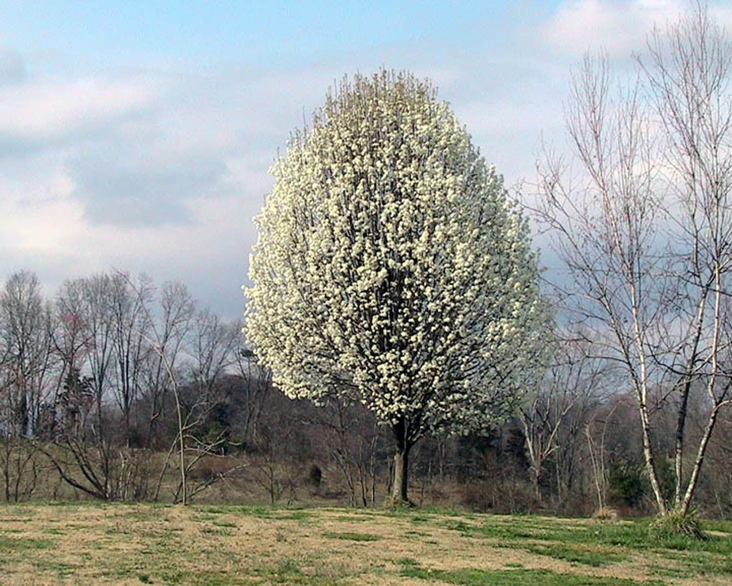 Pyrus calleryana: cultivo, poda y cultivares del peral de flor