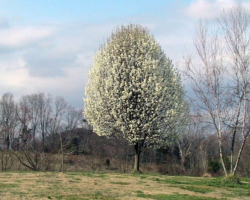 Pyrus calleryana adulto con la copa formada