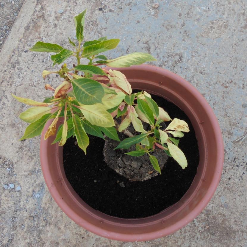 Centrar planta