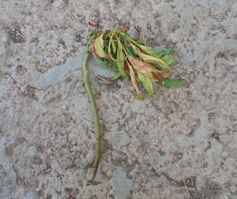 Esqueje Poinsettia