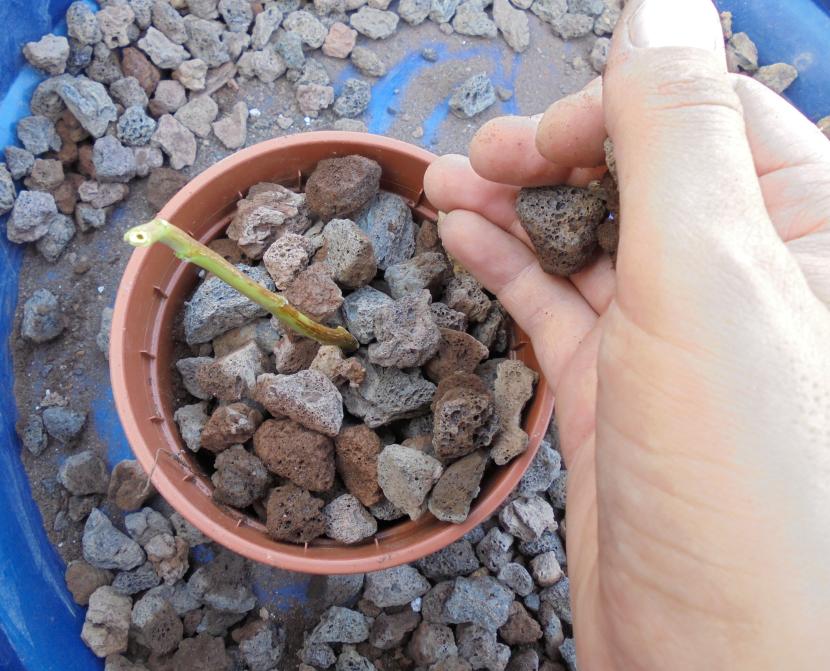 Plantar esqueje