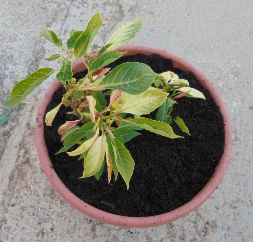 Plantar Poinsettia