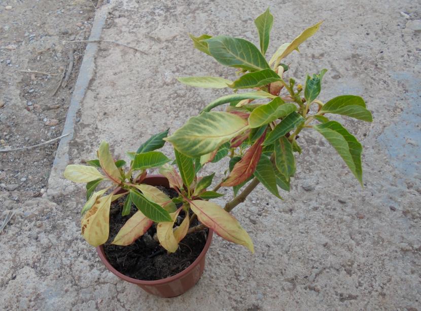 Poinsettia