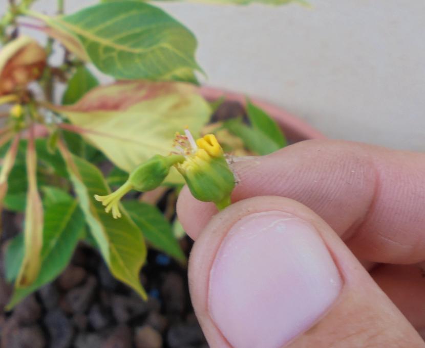 quitar_flores_poinsettia