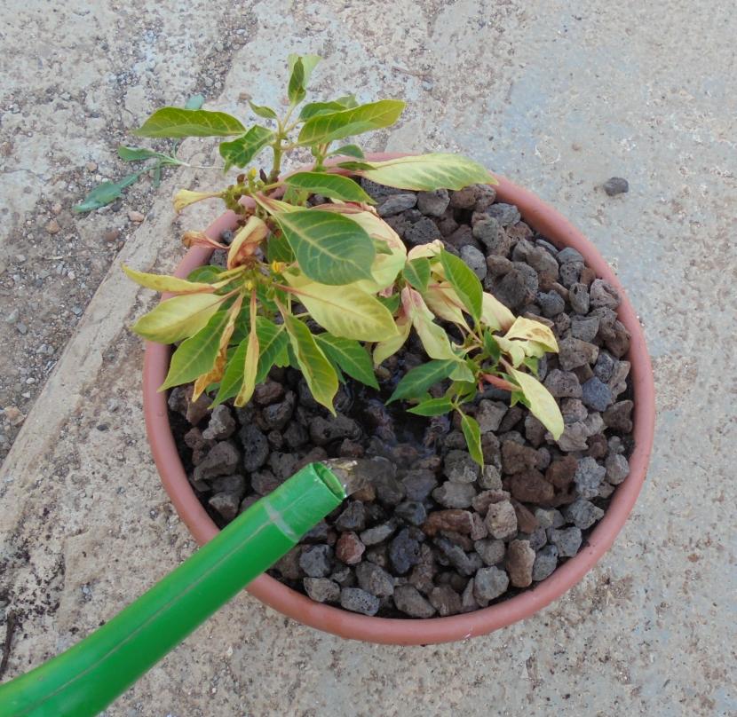 regar_poinsettia