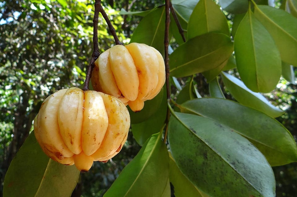 La Garcinia es un arbusto de hojas de color verde brillante