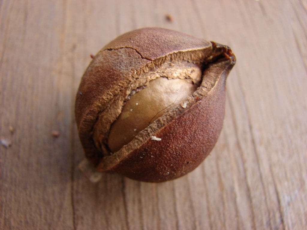 Macadamia: el árbol de la nuez y sus cuidados