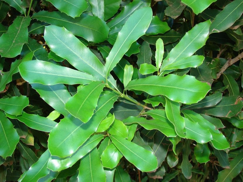Hojas de Macadamia integrifolia