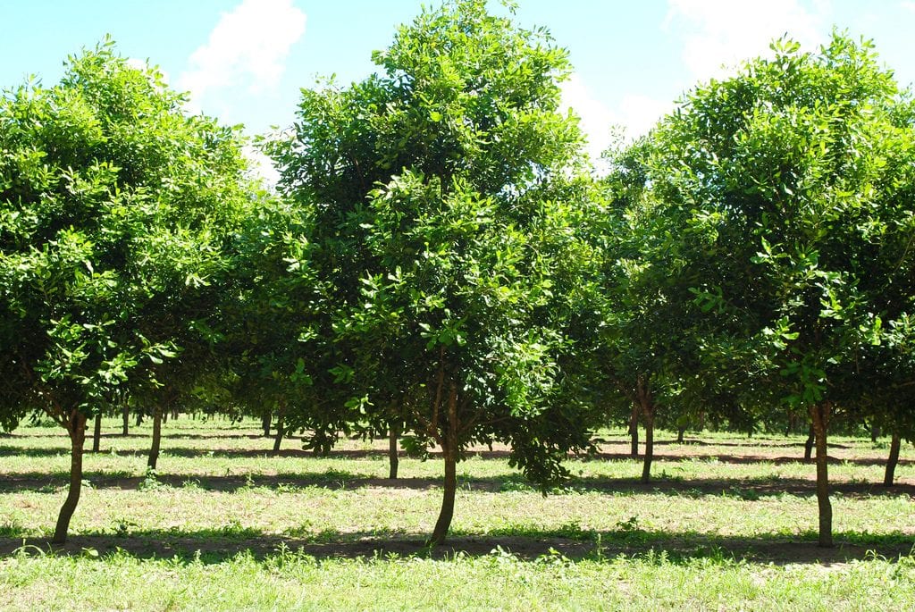 Macadamia