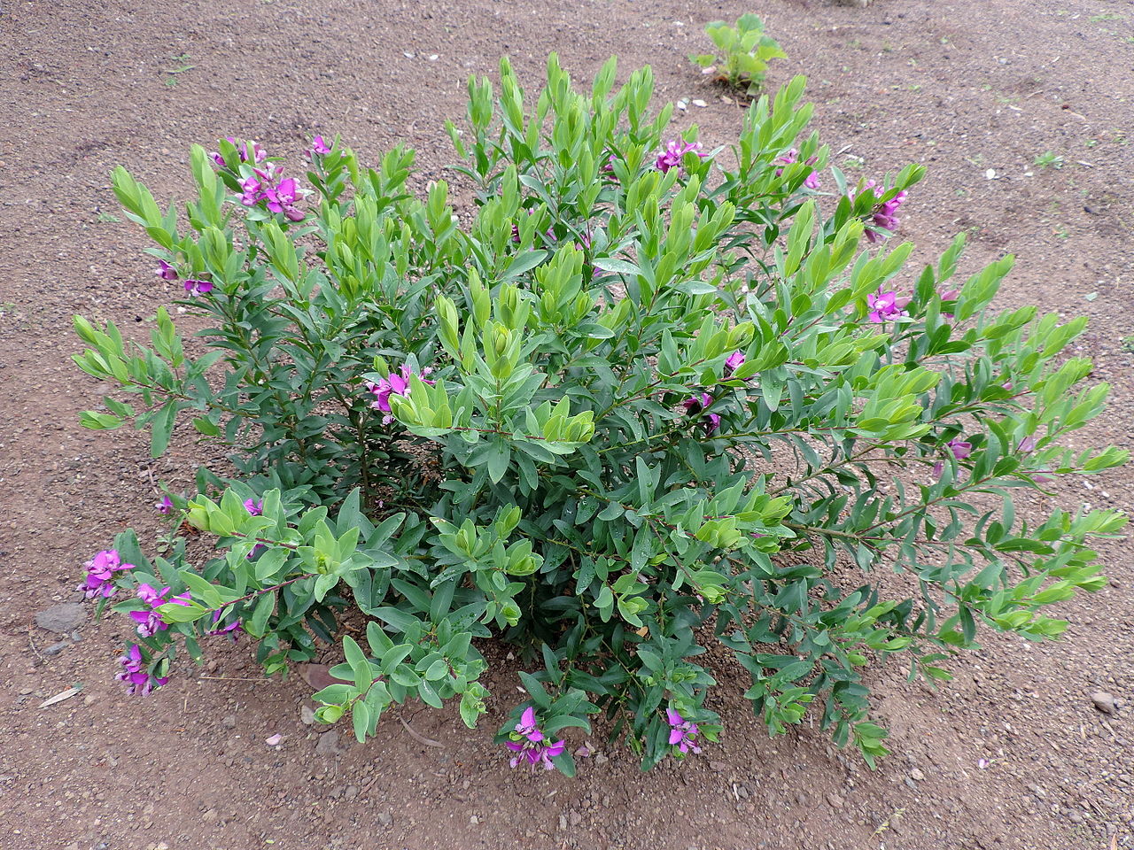 Vista de la Polygala myrtifolia