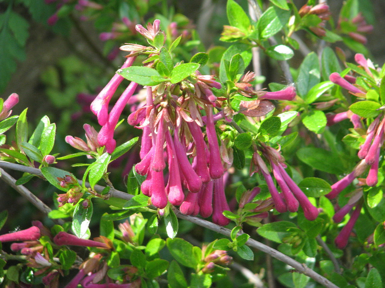 La Abelia floribunda es un arbusto perennifolio