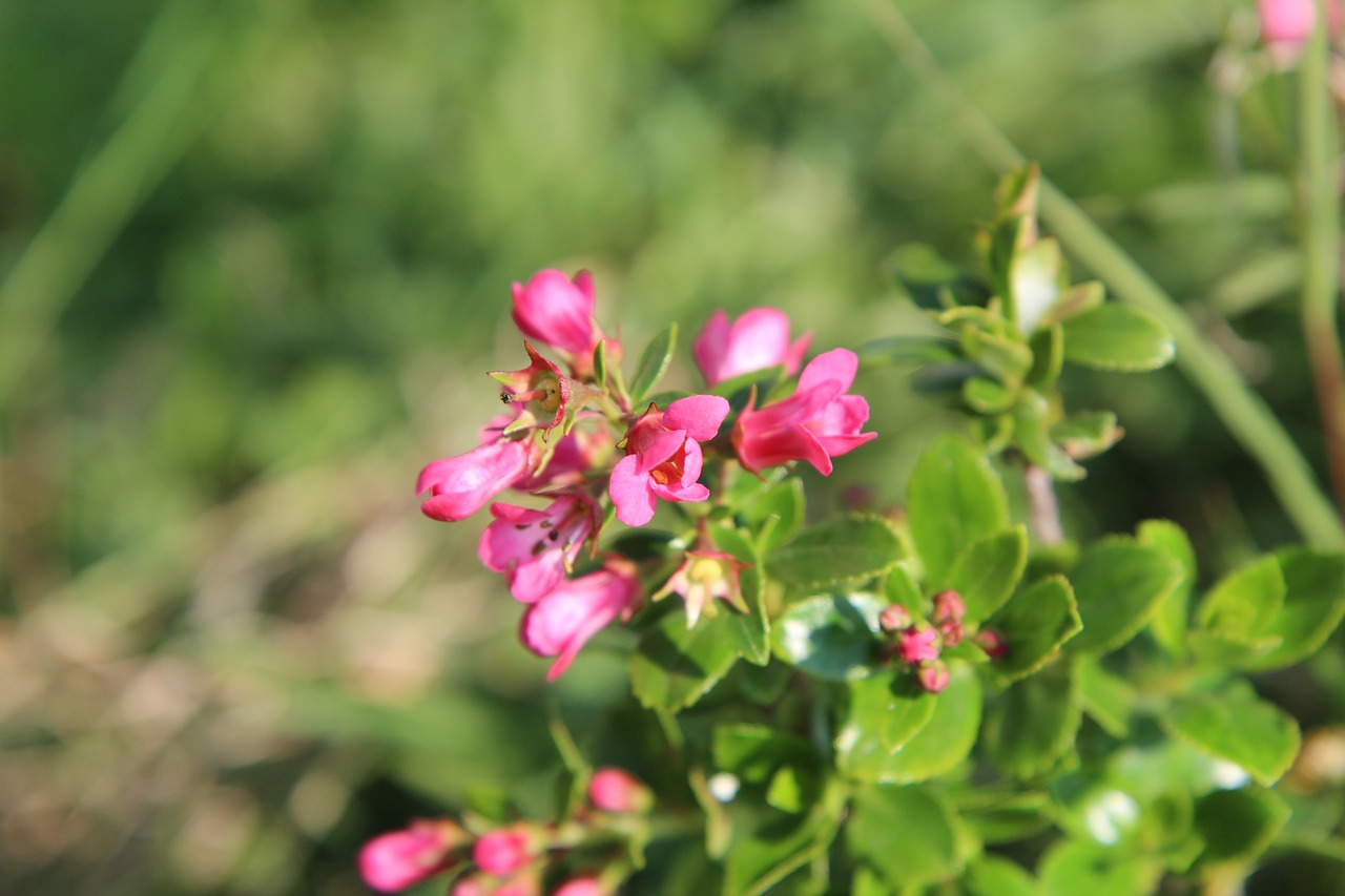 Los arbustos con flores son preciosos para jardín o maceta