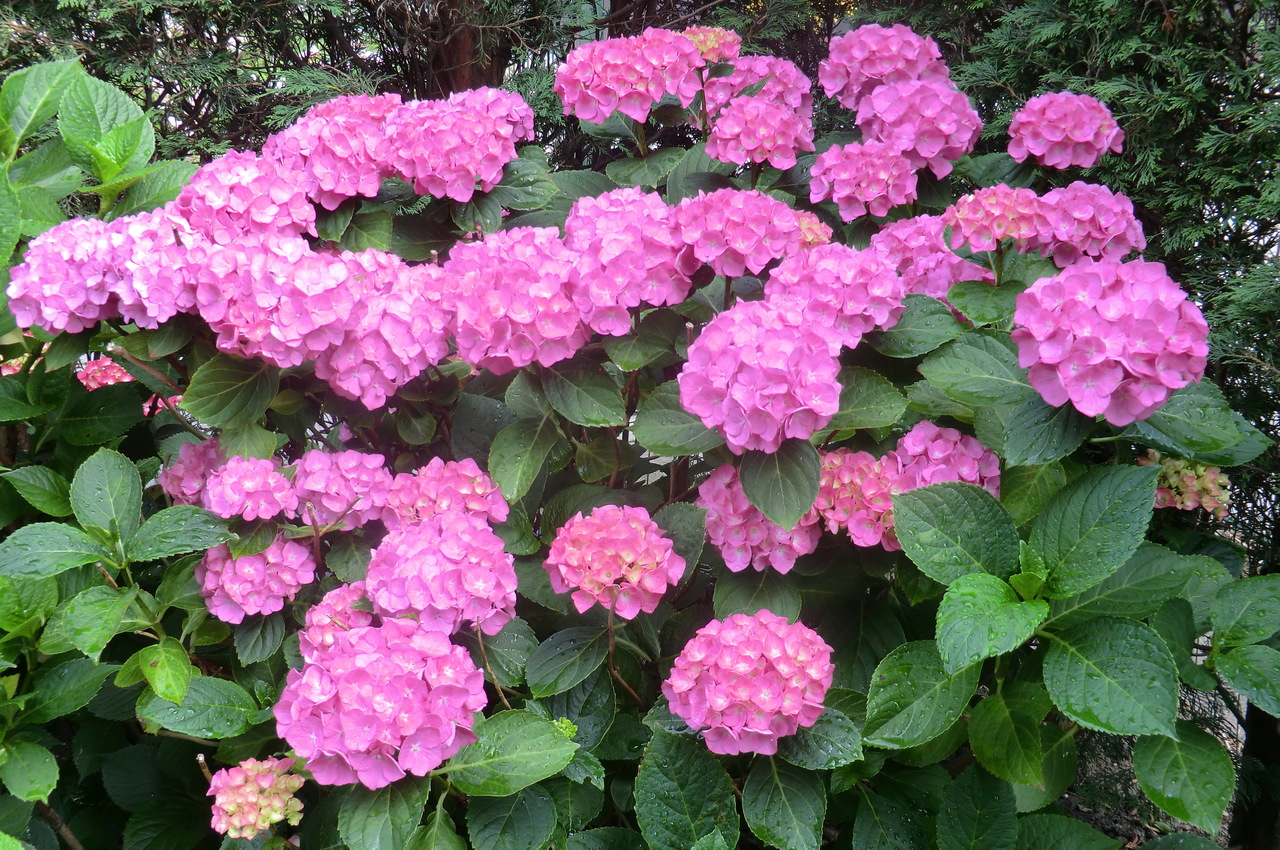 La Hortensia es un arbusto caducifolio