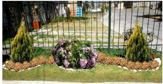 Arbustos ornamentales: qué son, tipos, plantación y poda