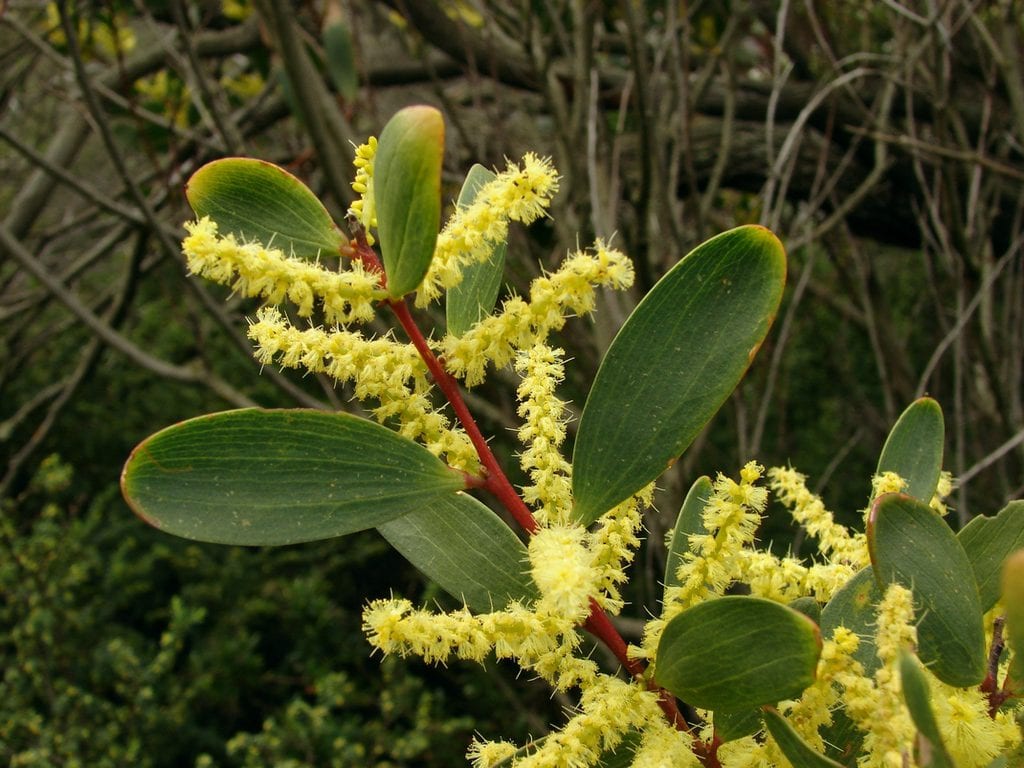 Acacia longifolia subsp. sophorae