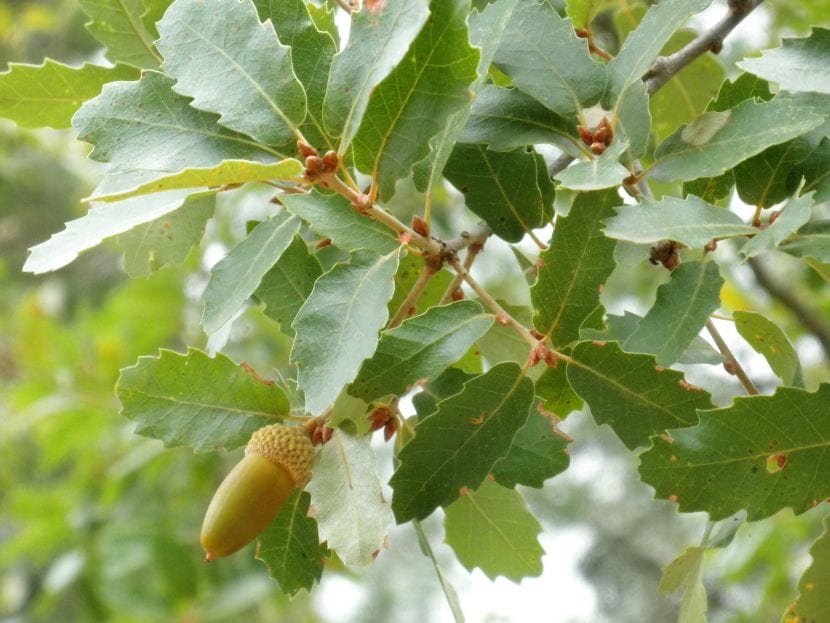 Hojas del Quercus canariensis