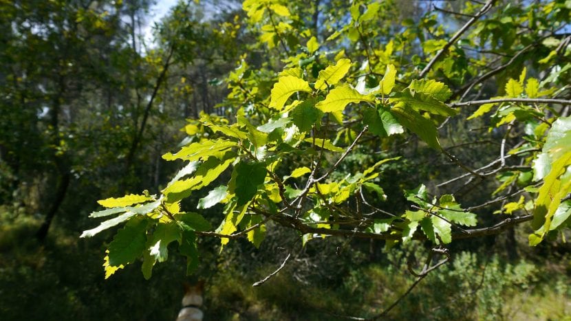Planta del Quercus canariensis