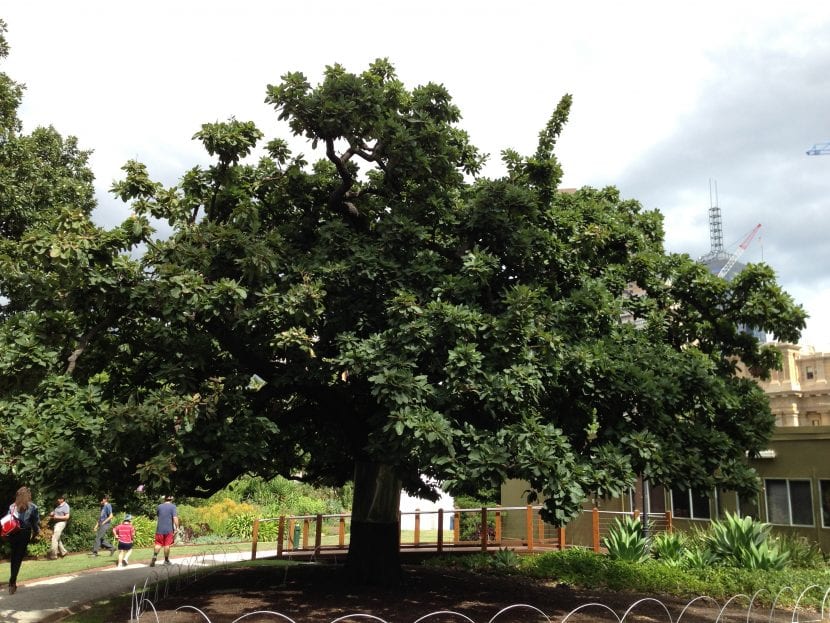 Quercus canariensis