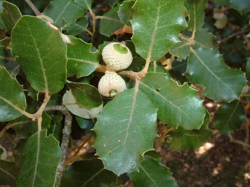 Fruto del Quercus humilis