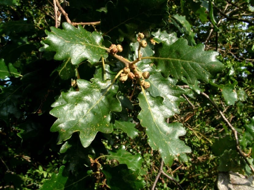Quercus humilis