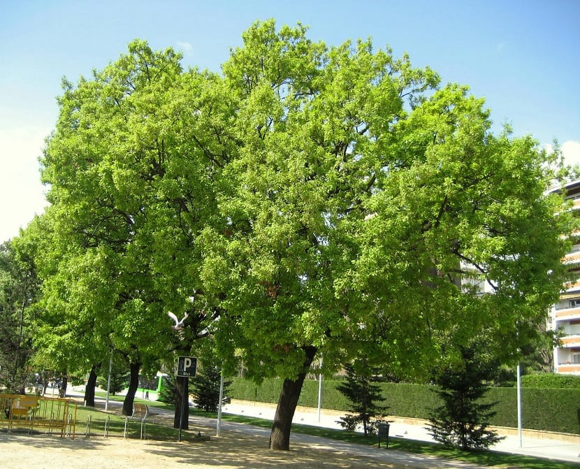 Quercus humilis o roble pubescente: cuidados y usos