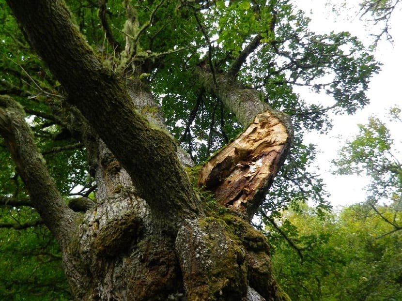 Bosque de roble albar