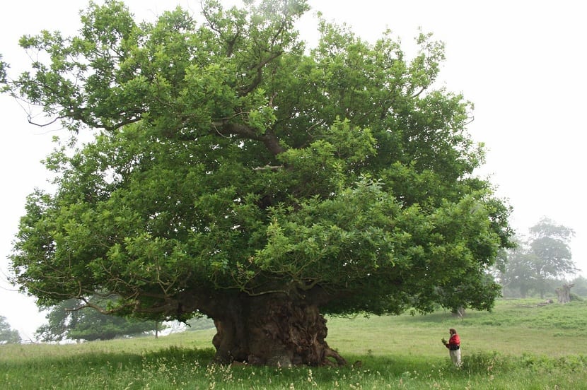Roble albar (Quercus petraea): identificarlo, sembrarlo y cuidarlo