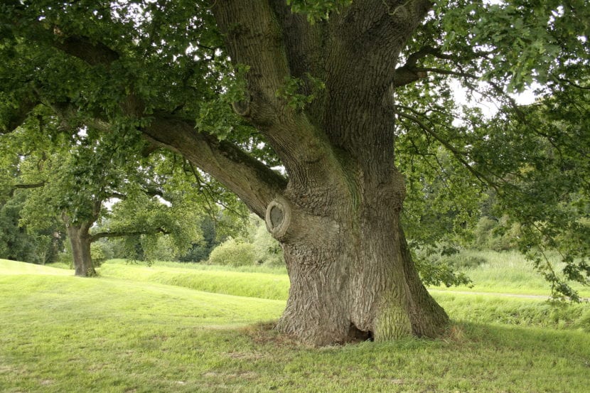 Tronco de Quercus robur