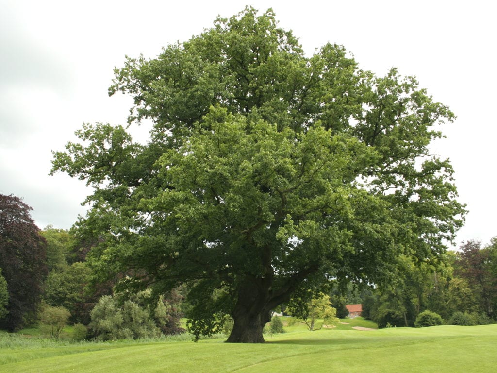 Quercus robur: cultivo, siembra y cuidados del carballo