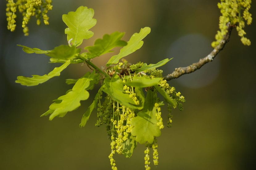 Flores roble