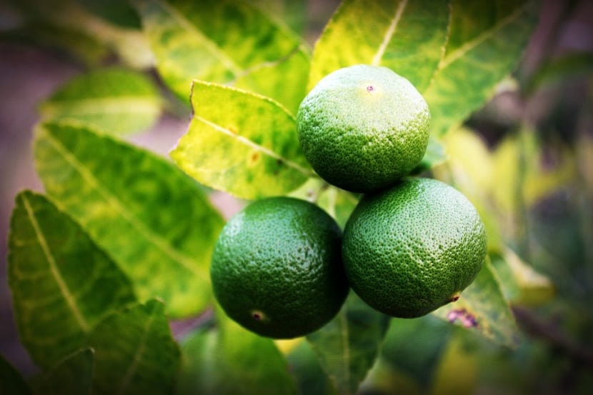 La irrigación adecuada puede aumentar la productividad de frutos