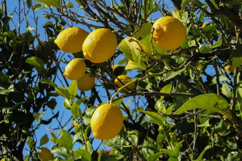 cultivo plantas citricas