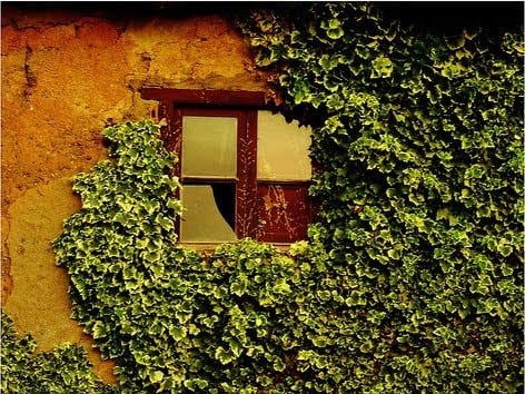 Trepadoras en el jardín: ventajas, especies y riesgos para el muro