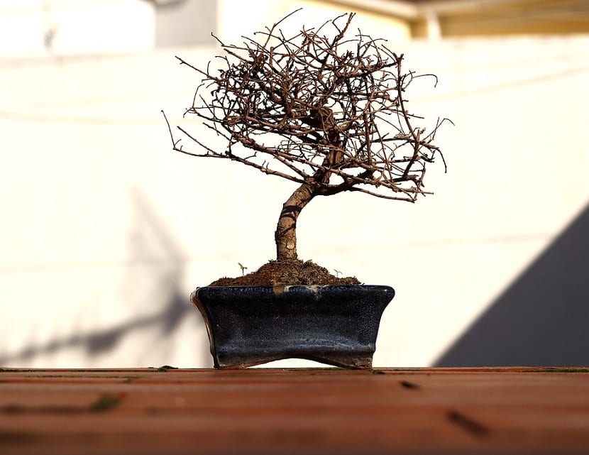 recuperar bonsai seco
