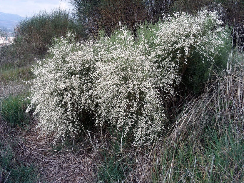 arbusto lleno de flores blancas