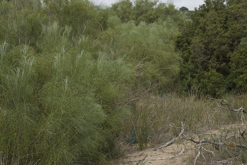 arbusto silvestre llamado Retama monosperma