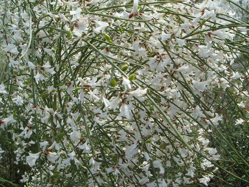 ramas de un arbusto llena de pequenas flores blancas