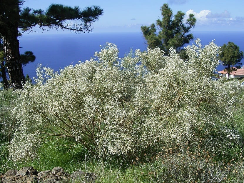 Arbusto de Retama raetam grande con pequeñas flores blancas