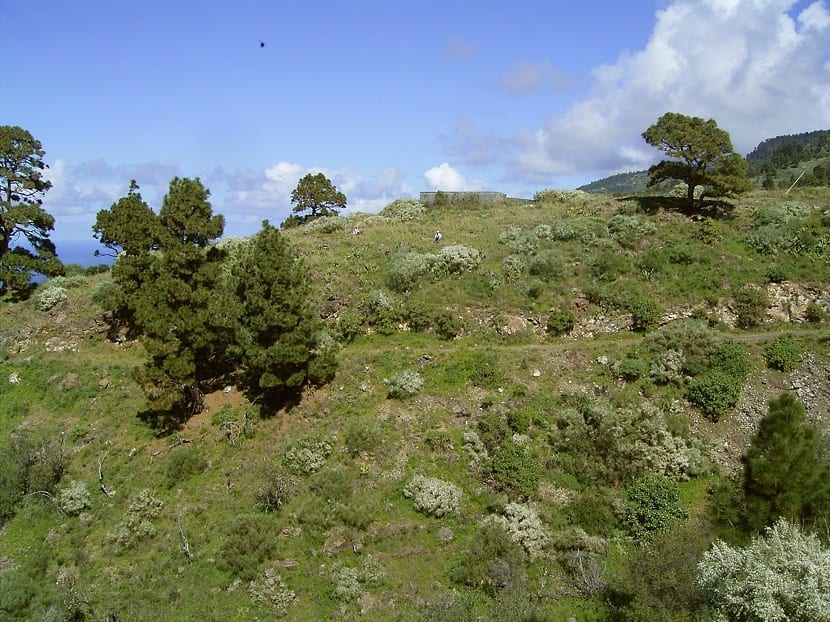 Retama raetam en diferentes puntos de un monte