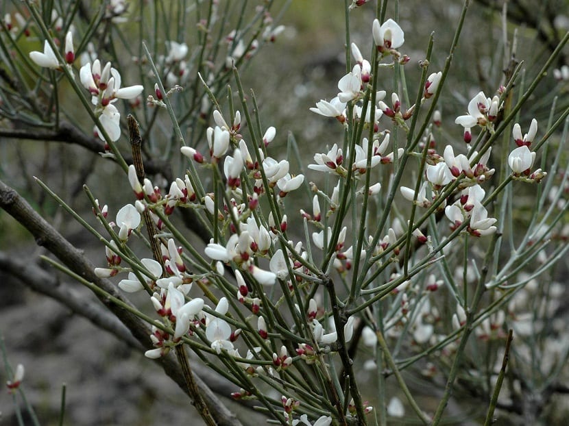 Retama moruna (Retama raetam): cultivo, poda y toxicidad