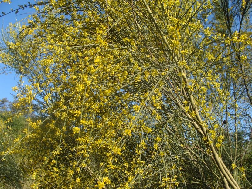 Las flores de la retama sphaerocarpa son amarillas