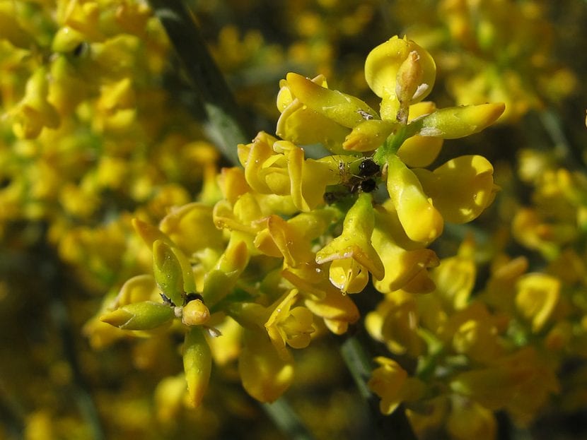 La retama amarilla es una planta de gran valor ornamental