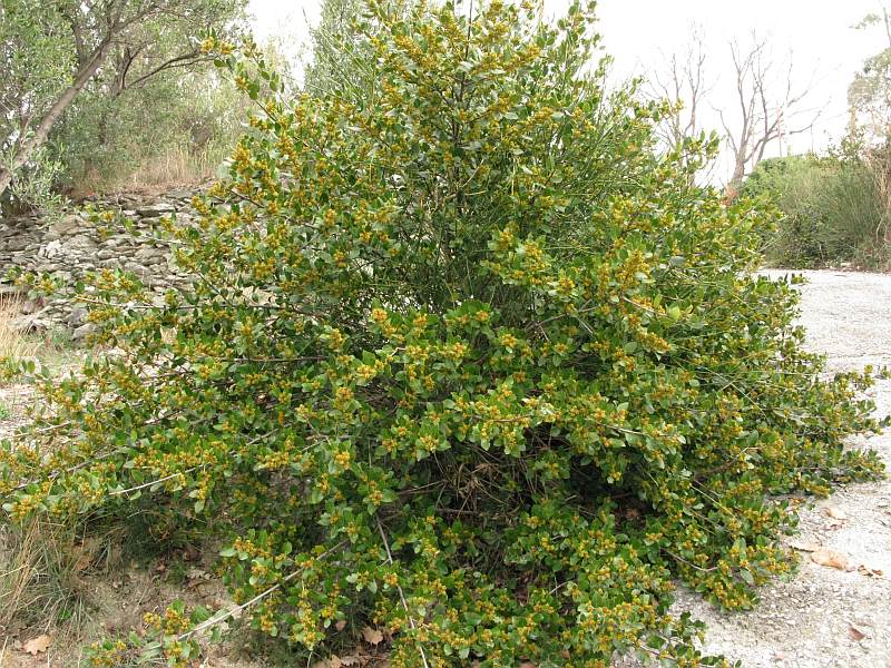 El aladierno es una planta muy ornamental
