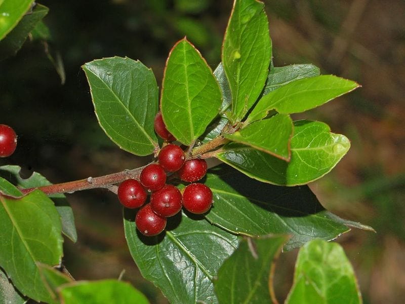 Vista de las hojas y frutos del Rhamnus alaternus