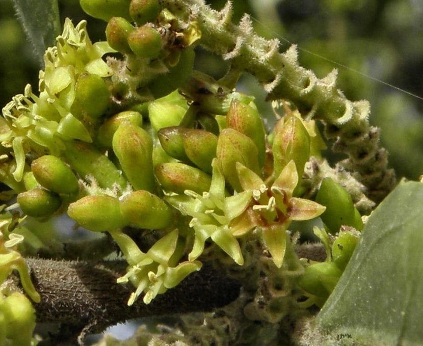 Vista de las flores del Rhamnus alaternus
