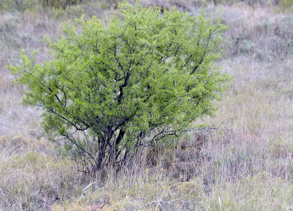 Espino negro (Rhamnus lycioides): cultivo en secano